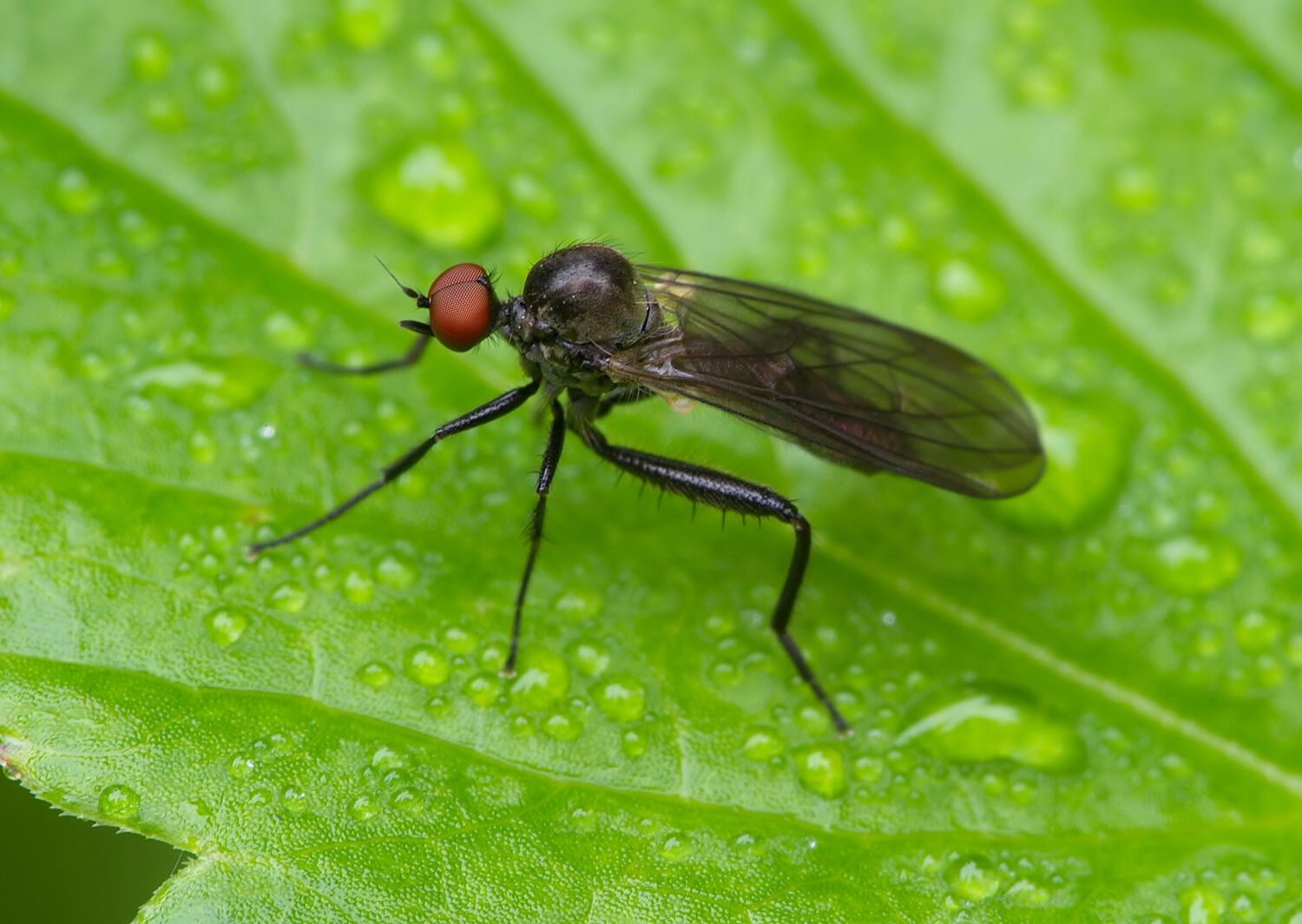 Hybos culiciformis