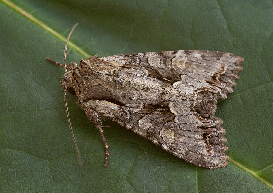 Lacanobia w-latinum