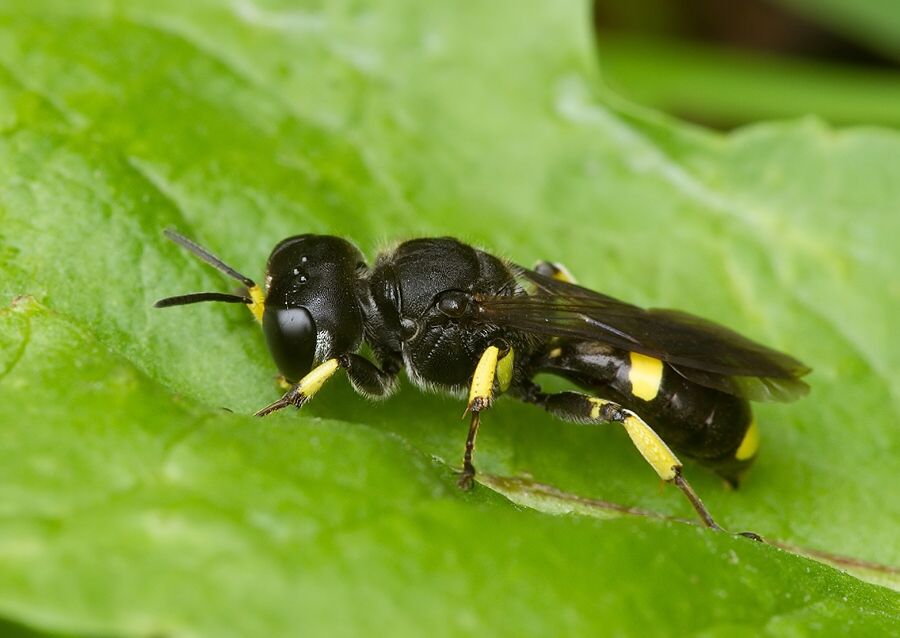 Ectemnius continuus cf.