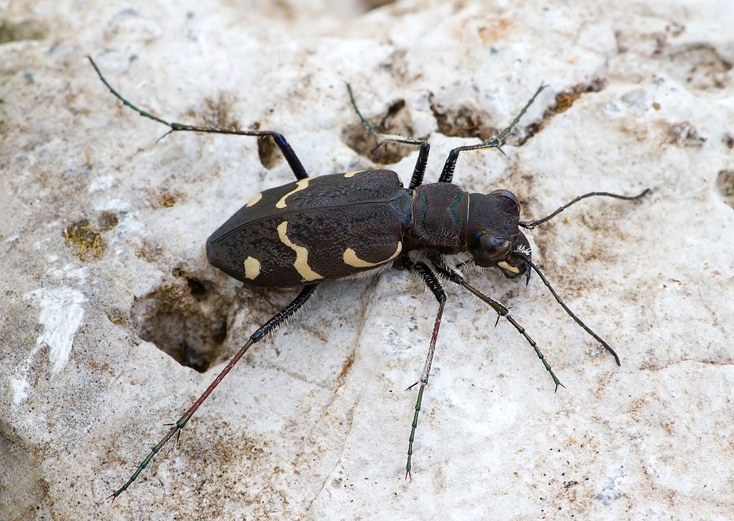 Cicindela sylvatica