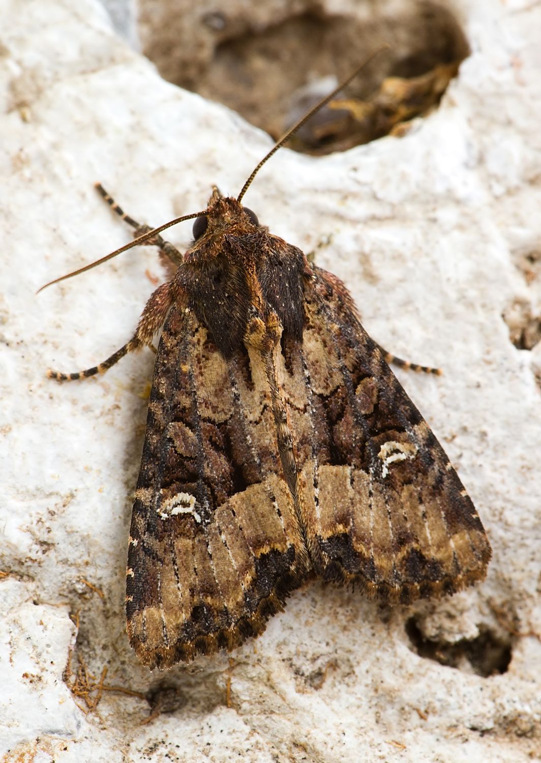 Mesapamea secalis cf.