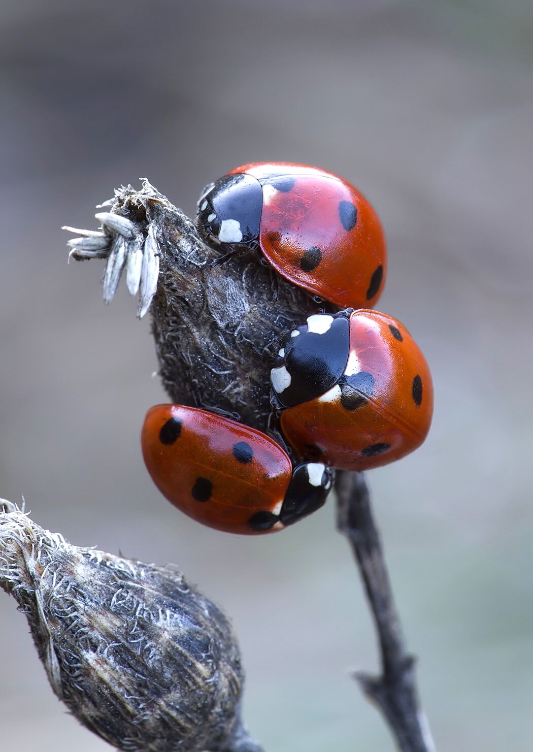 Coccinella septempunctata
