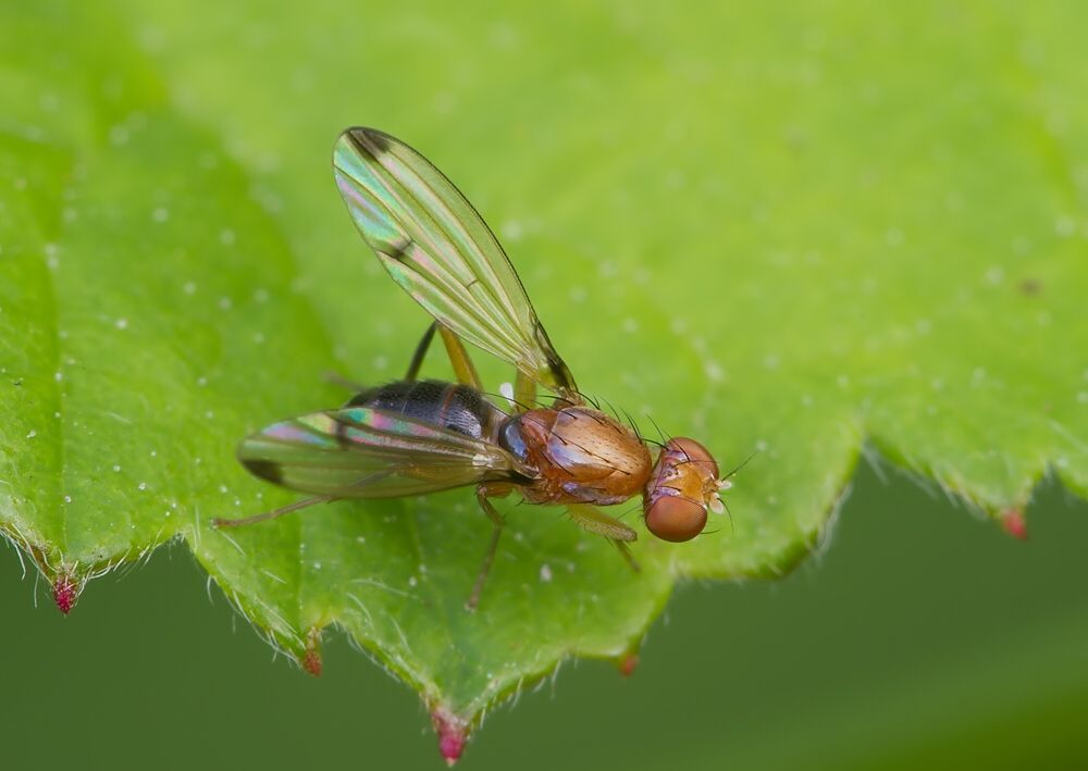 Geomyza venusta