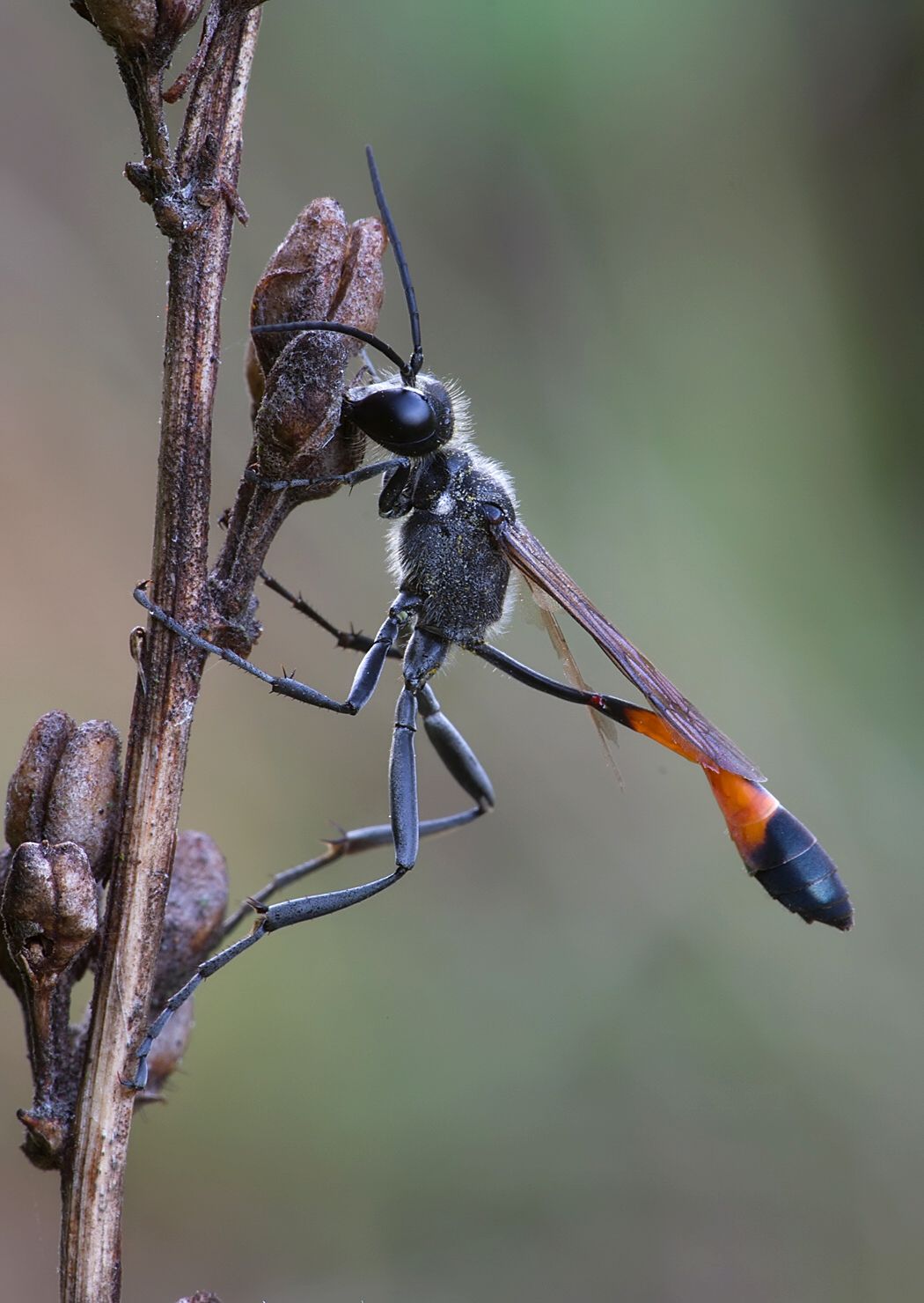 Ammophila pubescens cf.