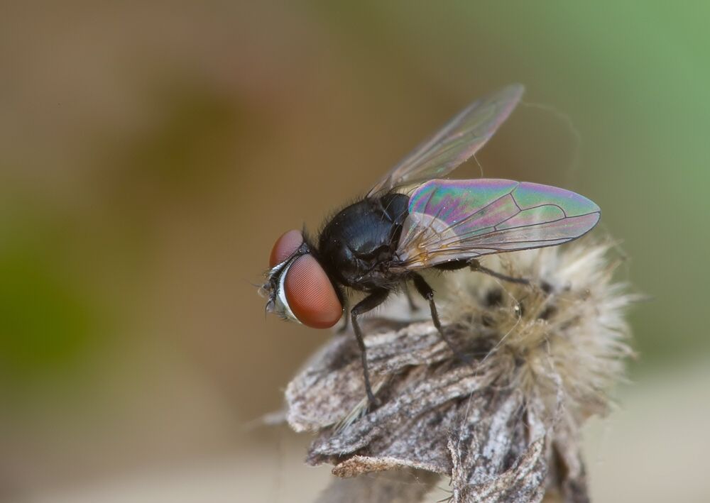 Phasia pusilla