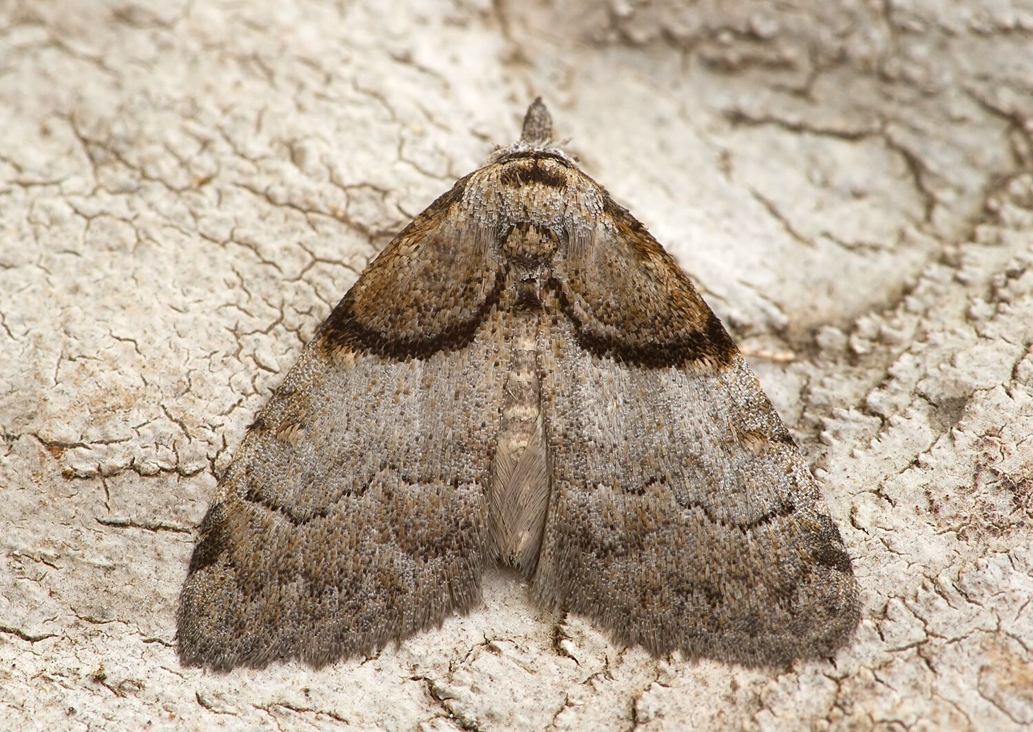 Nola cucullatella