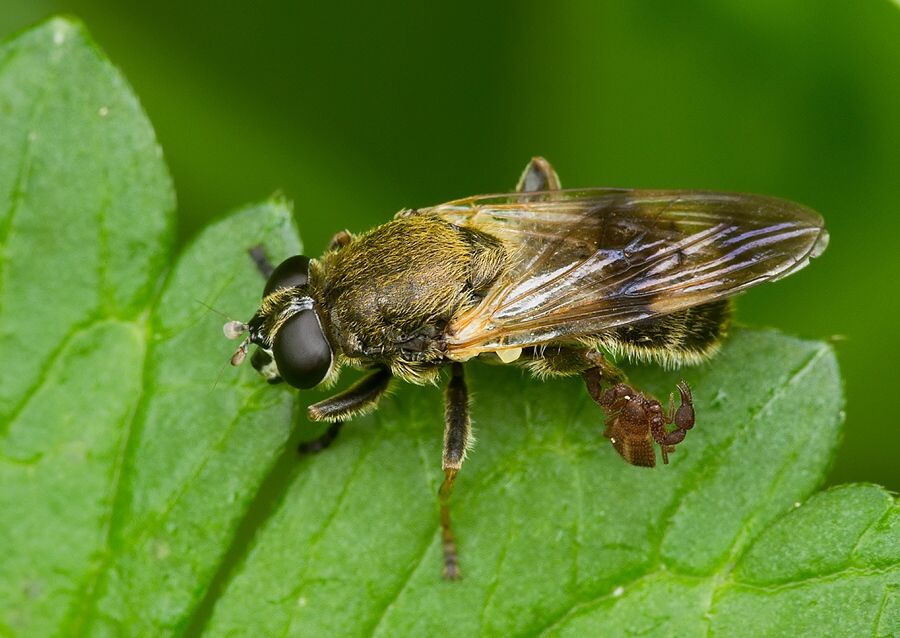 Myolepta vara