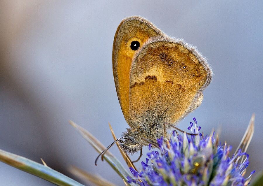 Coenonympha pamphilus