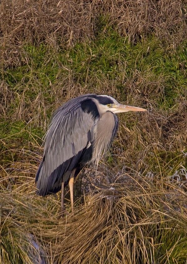 Ardea cinerea (volavka popolavá)
