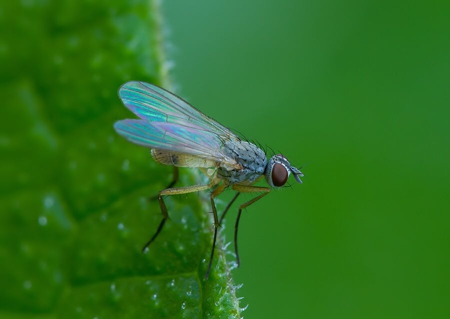 Coenosia bilineella