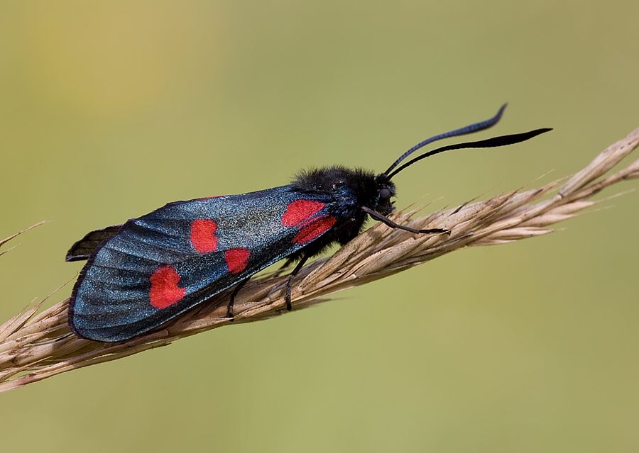 Zygaena lonicerae