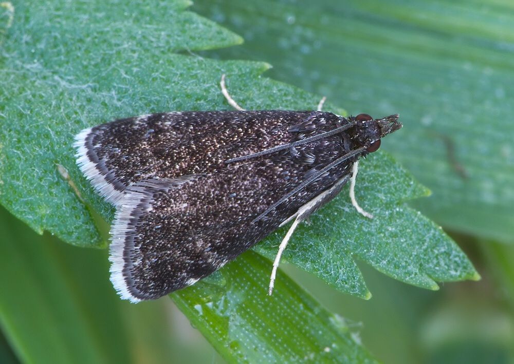 Heliothela wulfeniana