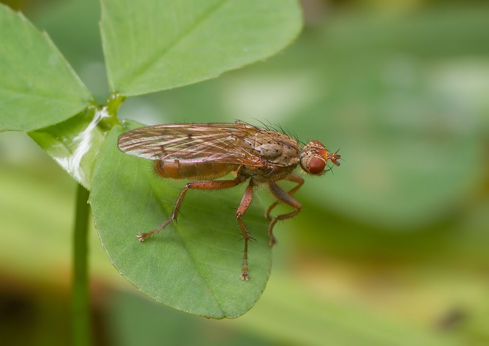 Scathophaga inquinata