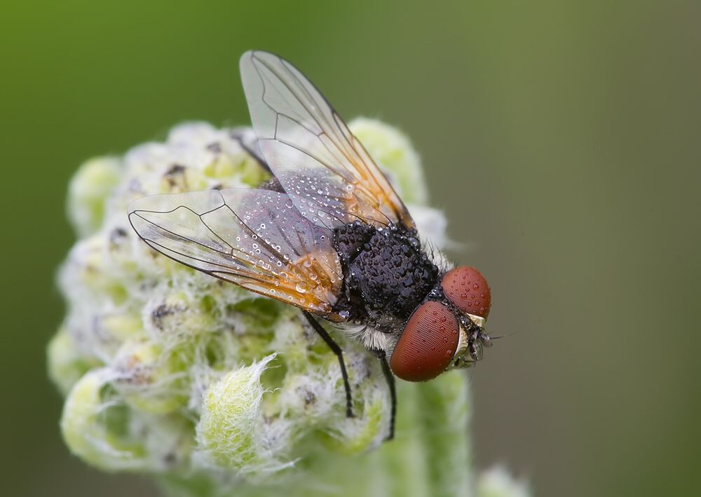 Elomya lateralis