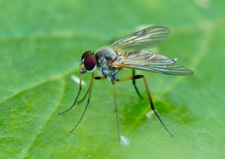 Rhagio maculatus