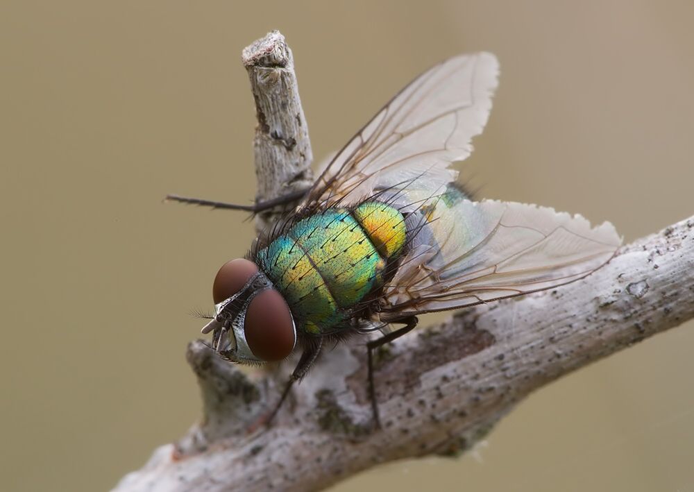 Lucilia silvarum
