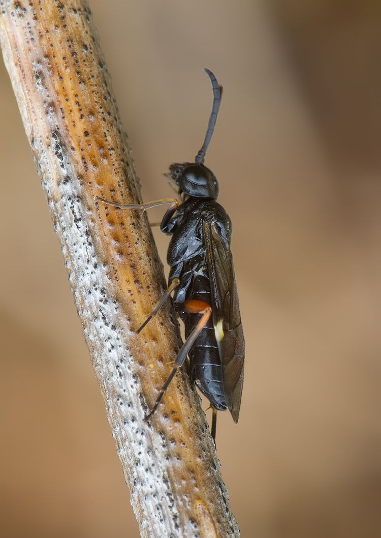 Allantus melanarius