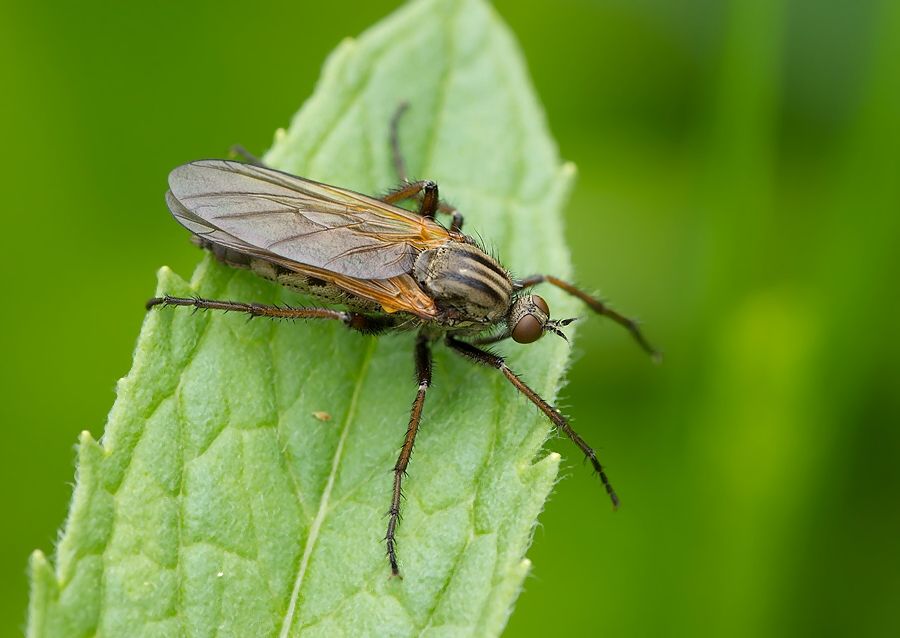 Empis tessellata