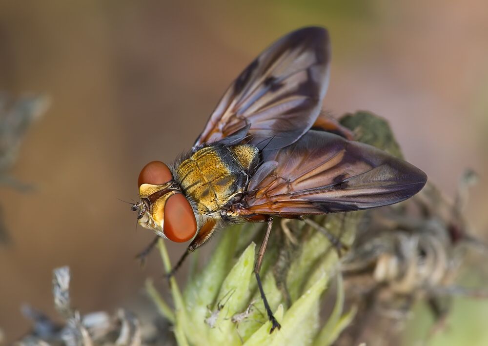Ectophasia crassipennis