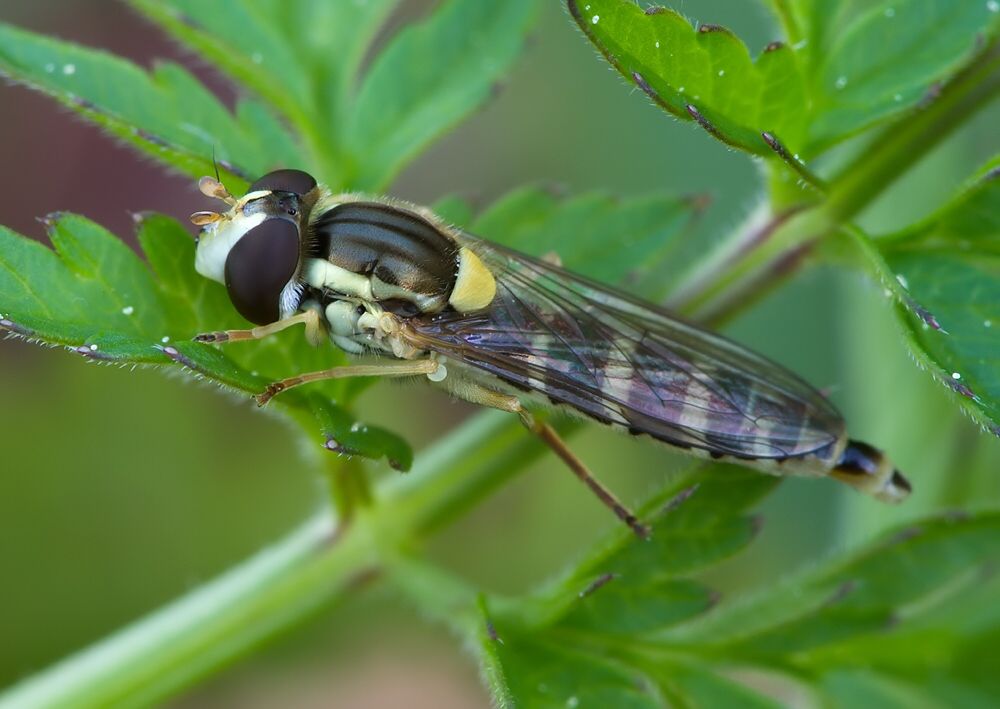 Sphaerophoria rueppelli