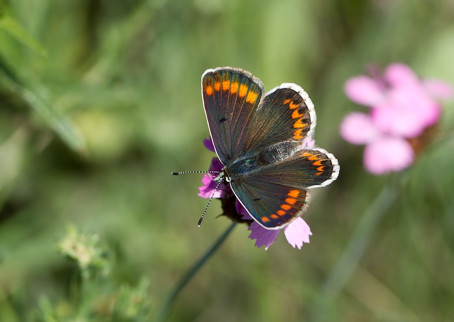 Aricia agestis