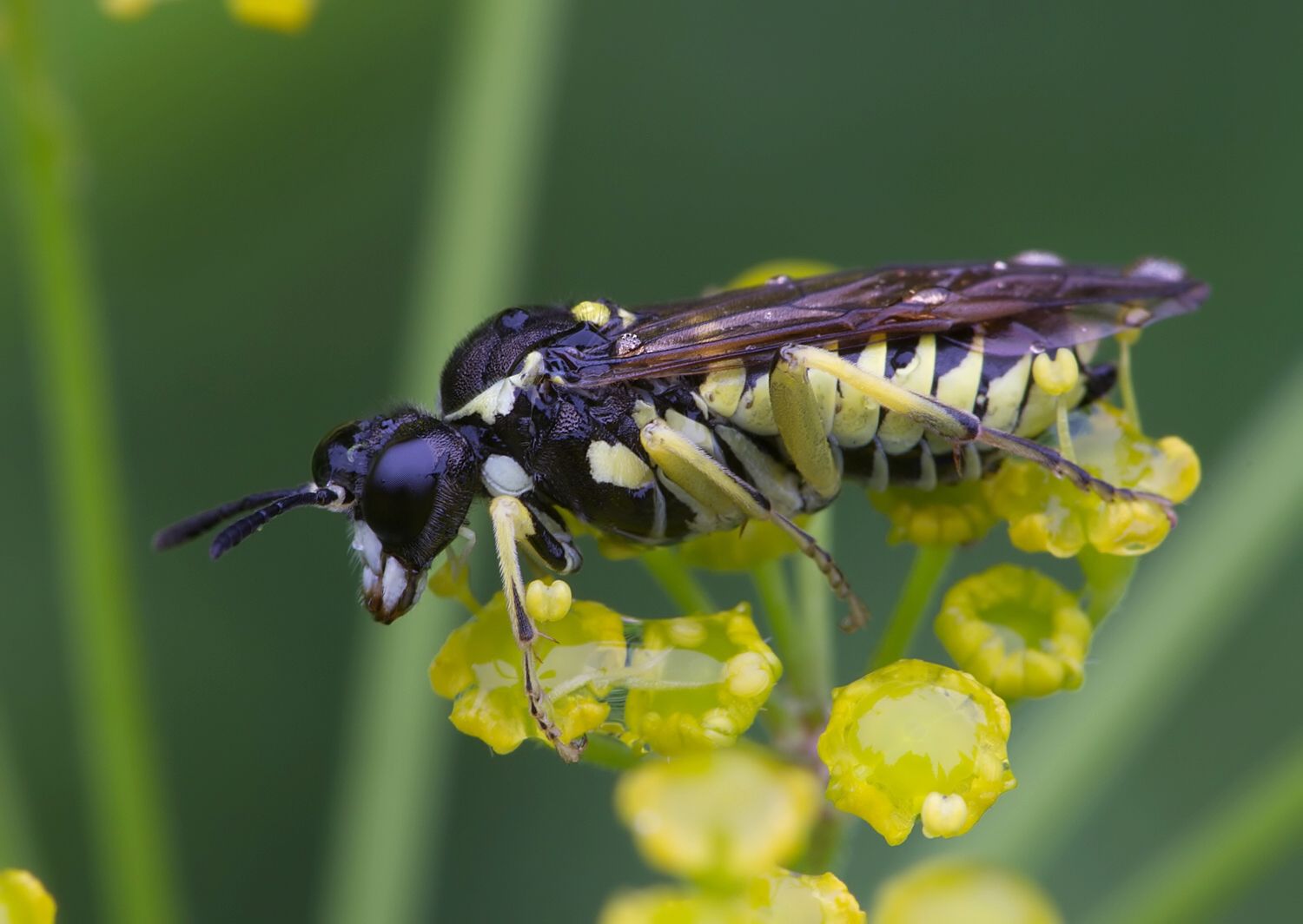 Macrophya crassula