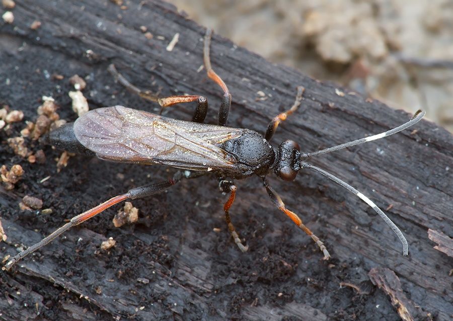 Stenichneumon culpator cf.