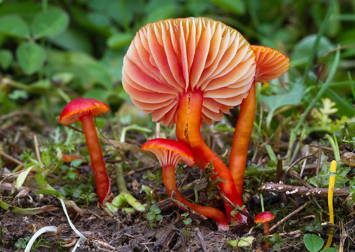 Hygrocybe sp.