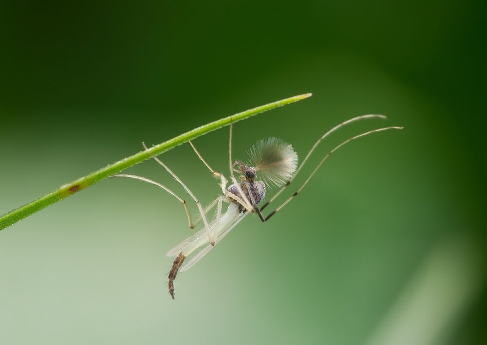 Microtendipes pedellus