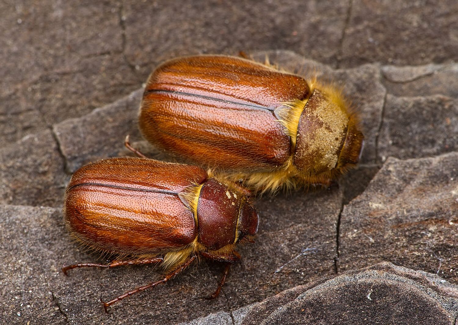 Holochelus aequinoctialis
