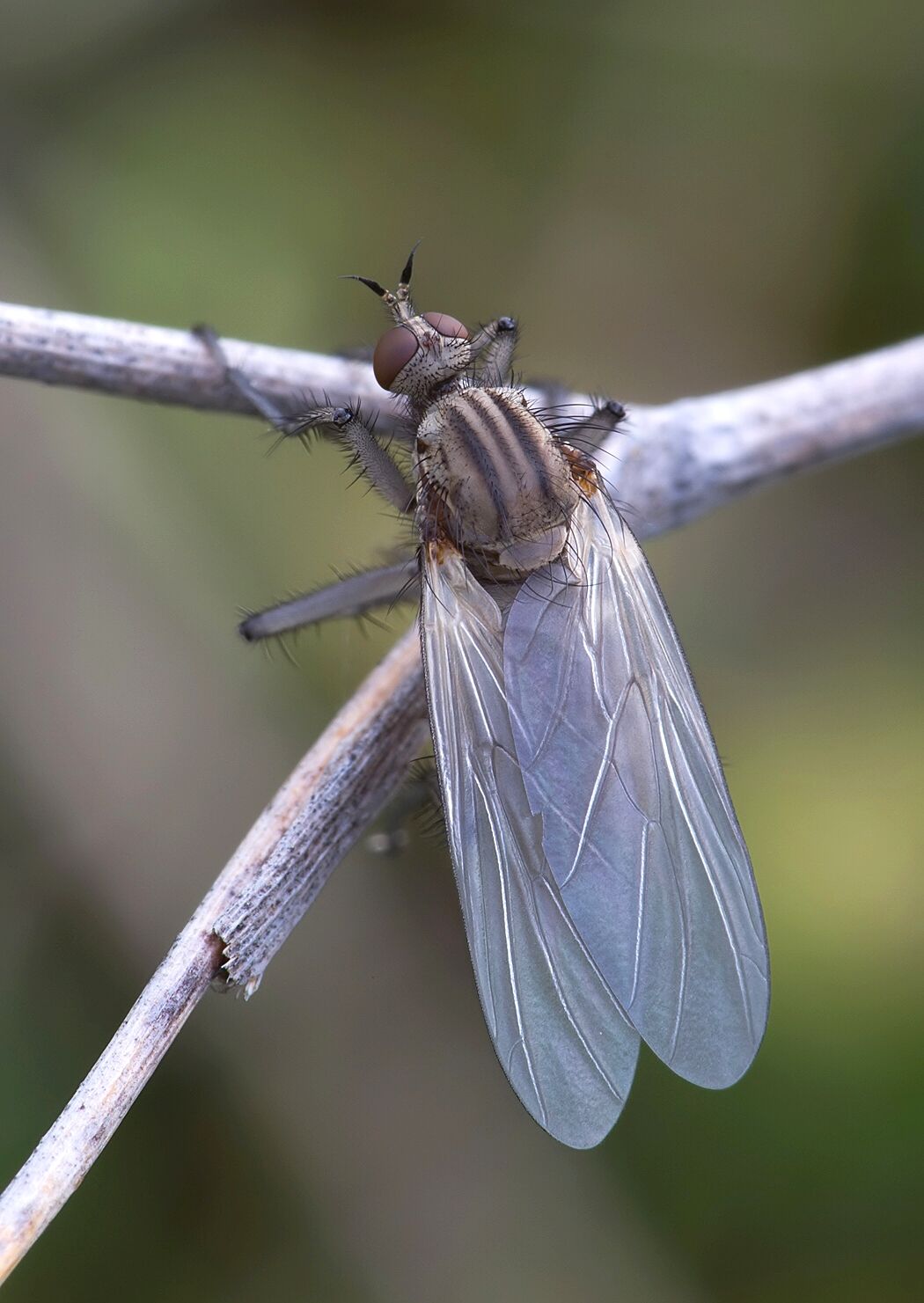 Empis melanotricha