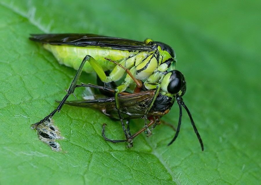 Tenthredo mesomela