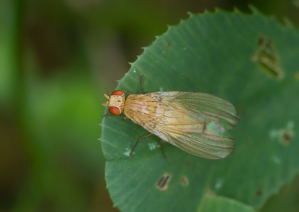 Tricholauxania praeusta