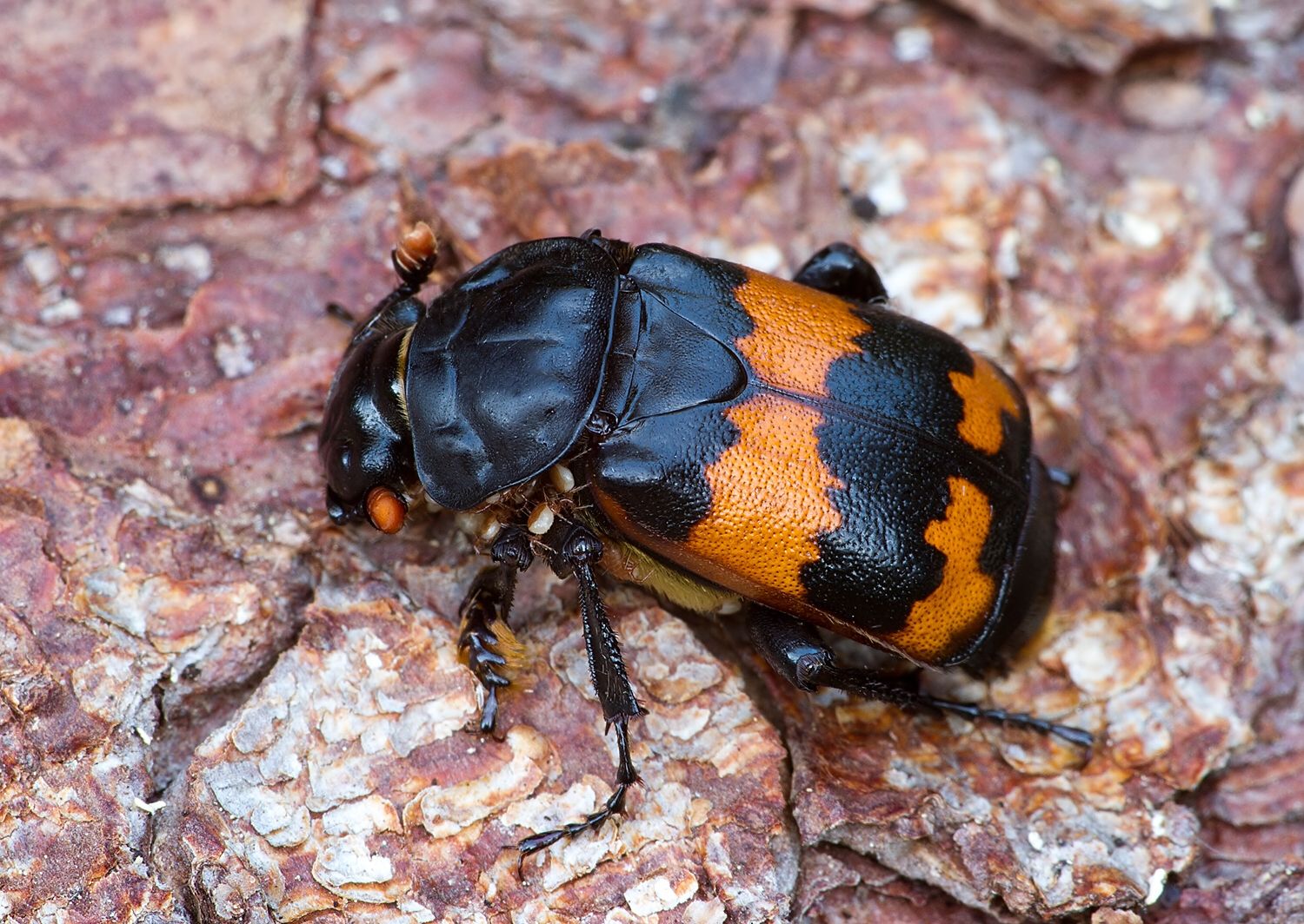 Nicrophorus vespilloides