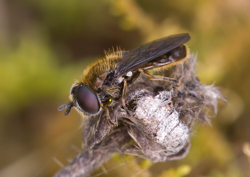 Pipizella viduata