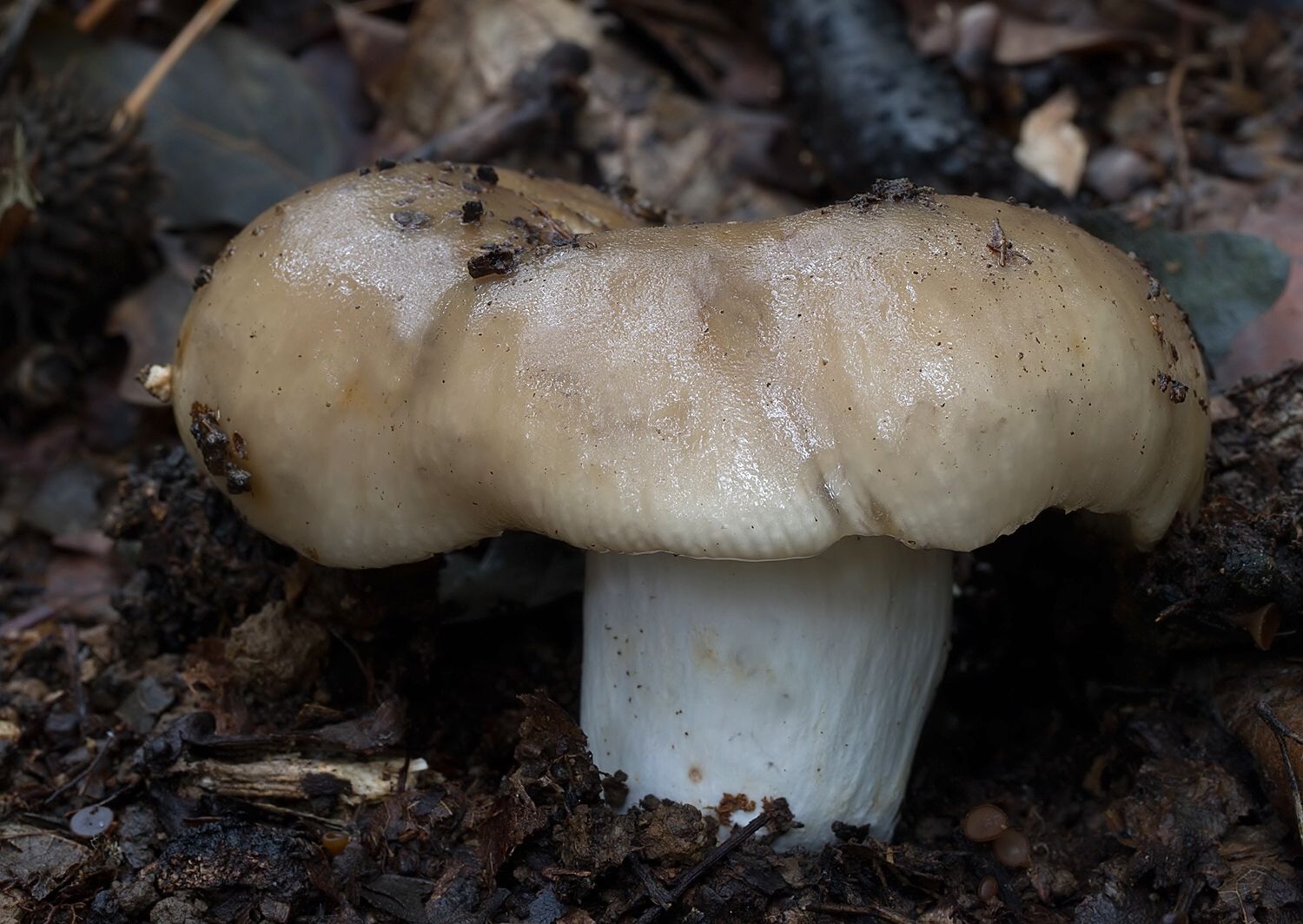 Russula amoenolens