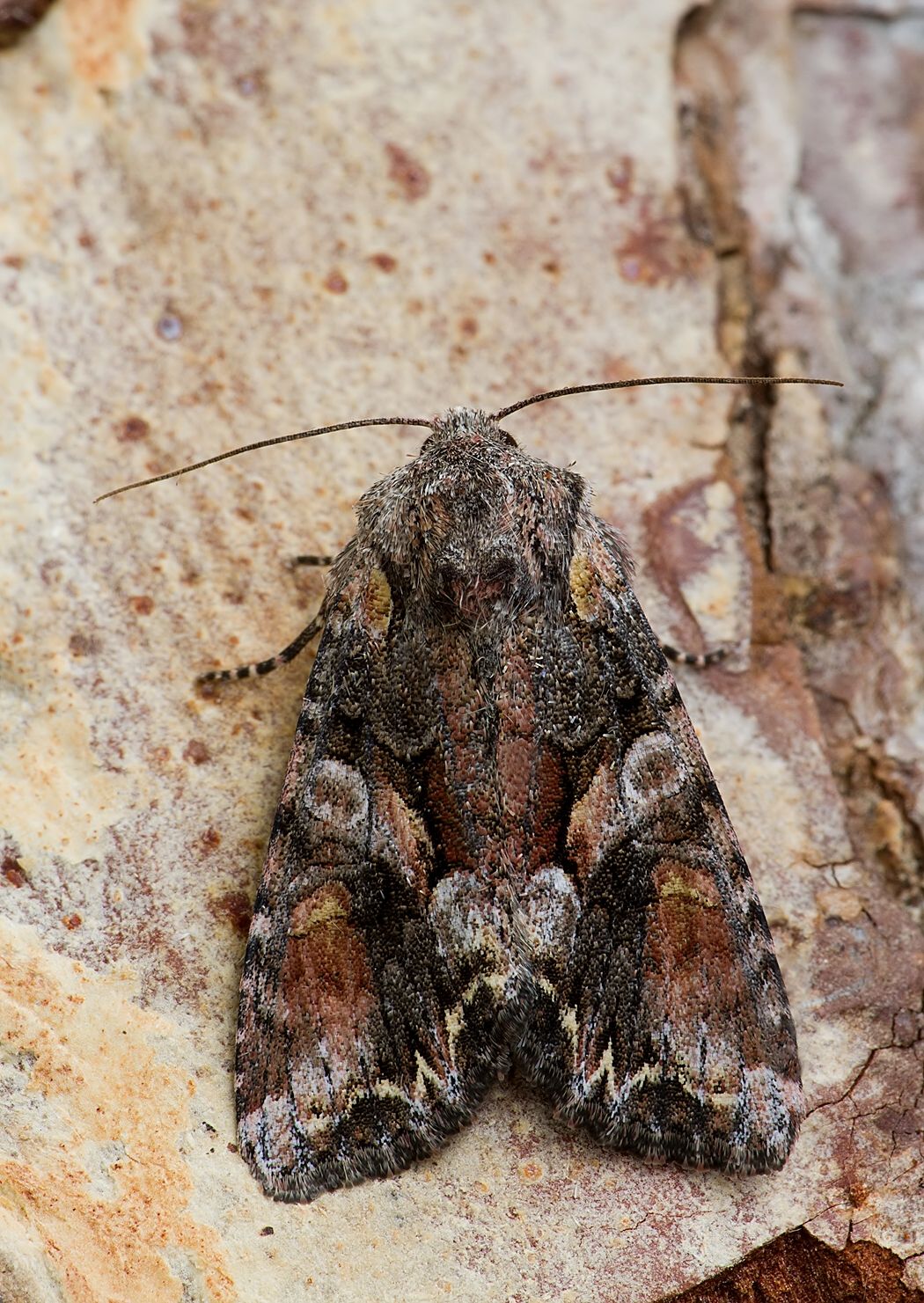 Lacanobia contigua