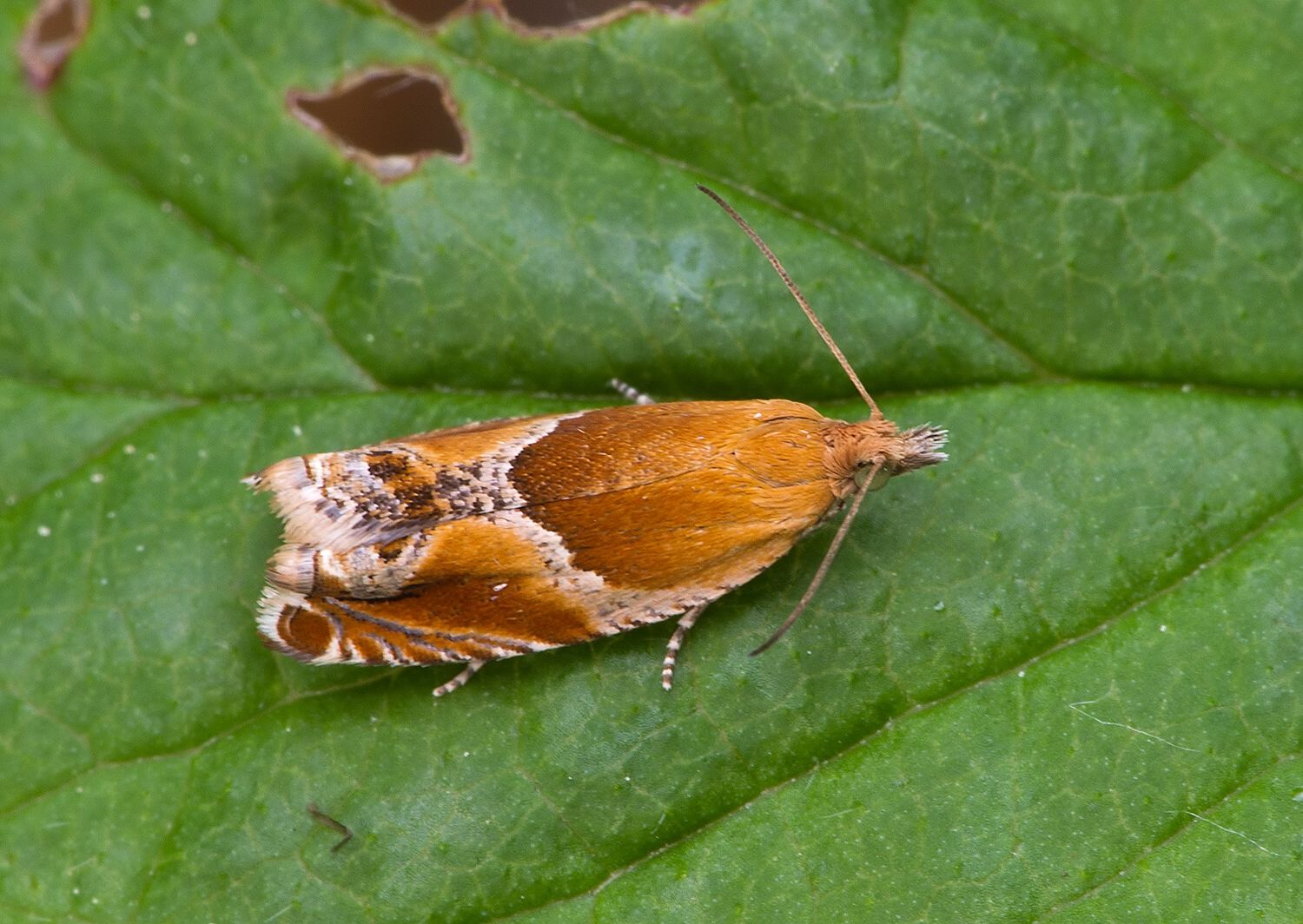 Ancylis obtusana