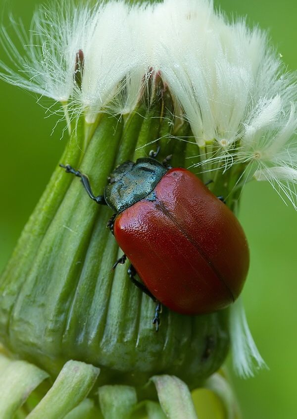 Chrysomela tremulae