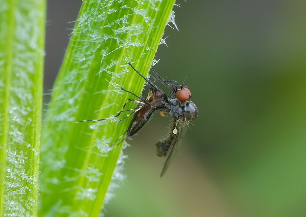 Hybos grossipes