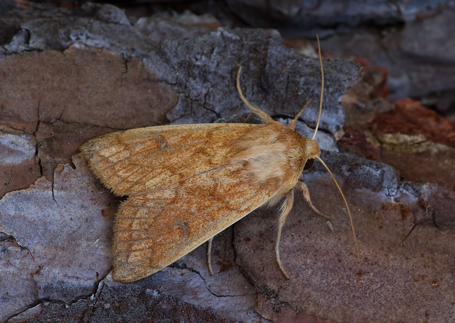 Mythimna vitellina