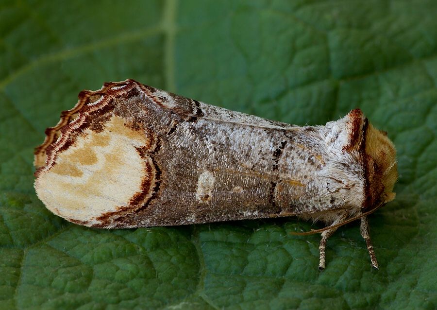 Phalera bucephala