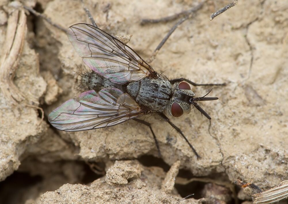 Lecanipa bicincta