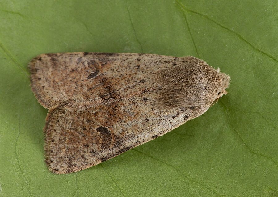 Orthosia cruda
