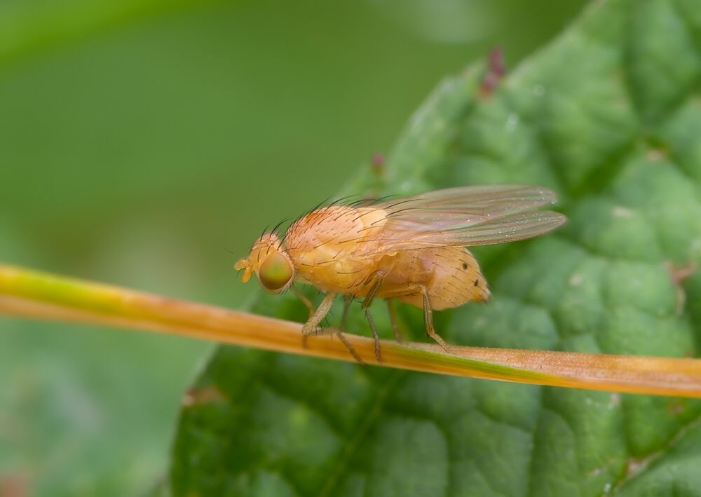 Sapromyzosoma quadripunctata