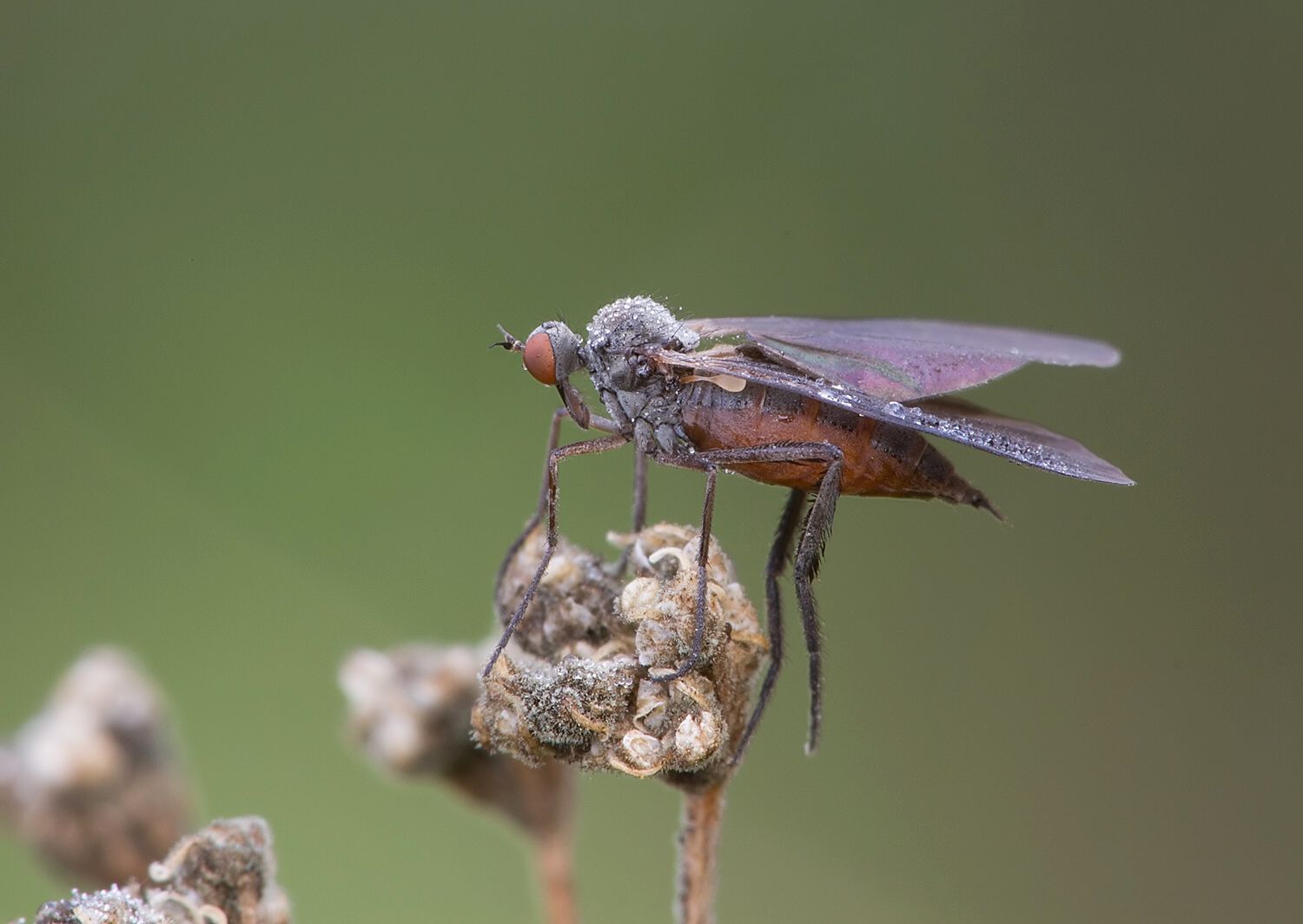 Empis borealis