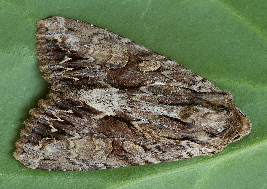 Apamea monoglypha
