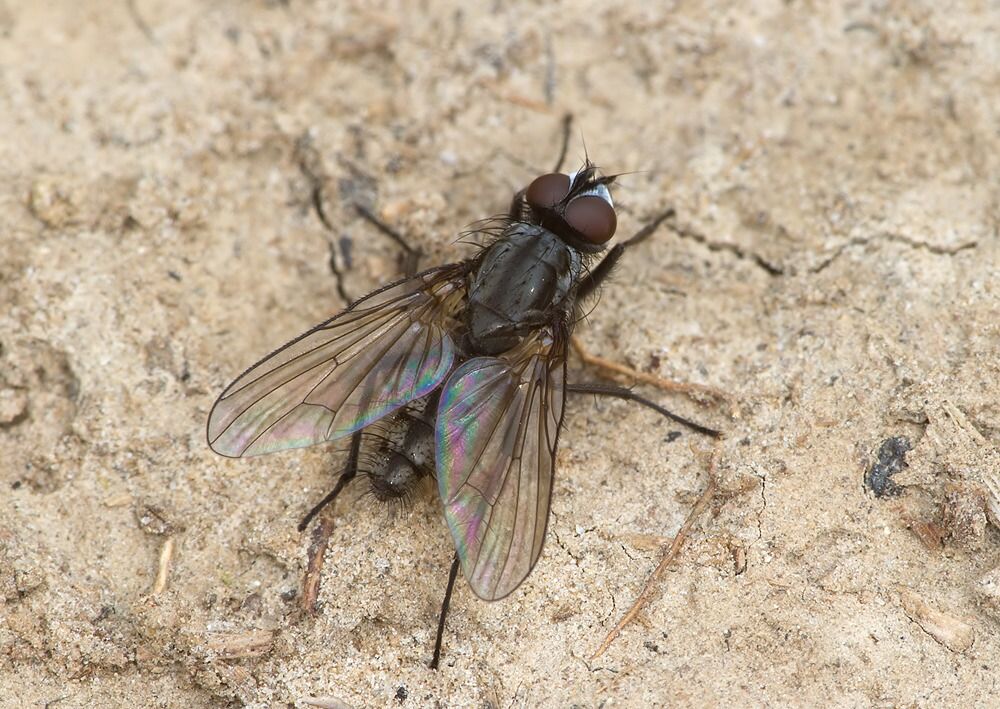 Hydrophoria lancifer
