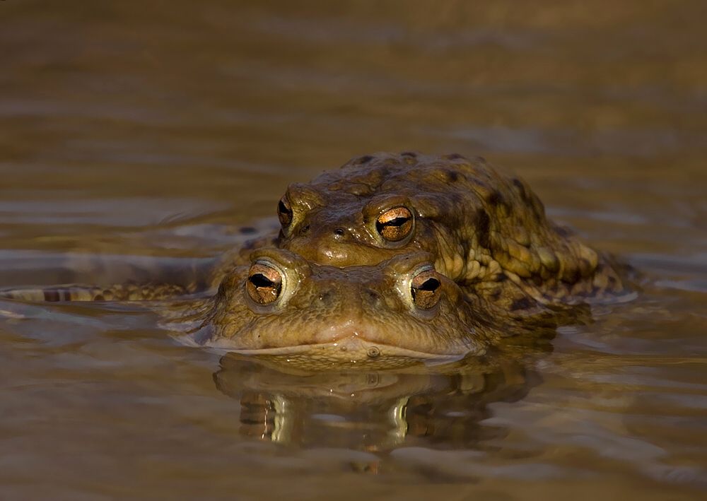 Bufo bufo