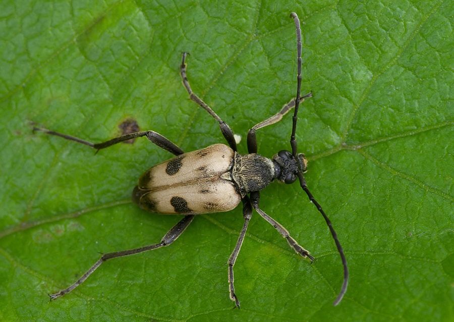 Pachytodes cerambyciformis